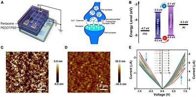 Low-power flexible organic memristor based on PEDOT:PSS/pentacene heterojunction for artificial synapse